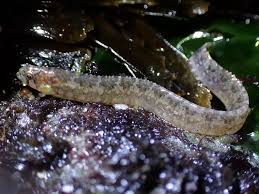 Image result for Daknopholis