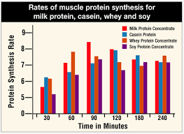 Muscle Protein Synthesis Peaks 1 2 Hours After Exercise