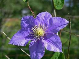 Maybe you would like to learn more about one of these? Clematis In Bloom At Last Home And Garden Victoriaadvocate Com