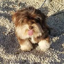 Havanese puppies for sale and dogs for adoption in texas, tx. Austin Havanese Pups Havanese Pups Twitter