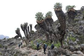 Image result for Dendrosenecio