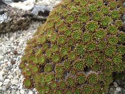 Image result for Emilia caespitosa