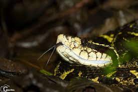 Bothrops Jararacussu Common Name Jararacussu Venomous Peconhenta Photo Glauco Oliveira Antonina Pr Anfibios Repteis E Anfibios Pererecas