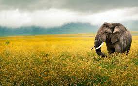 Ultra Hd 4k Elephant Wallpapers Hd Desktop Backgrounds 3840x2400 Elephant Wallpaper Elephant Images Elephant