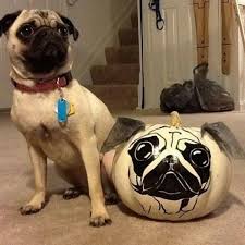 Pin On Pugs Not Drugs