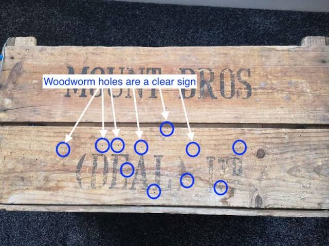 UK's best woodworm treatment for roof timbers, furniture, and sheds » Shetland's Garden Tool Box