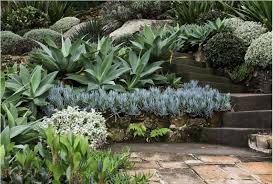 Succulent Planting Swales Succulent Landscape Design Native Garden Succulent Landscaping