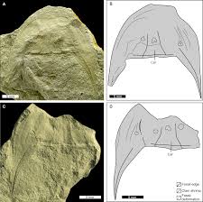 Image result for Osyridicarpos