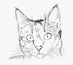 If a cat has high blood pressure, the blood will flow to its head, manifesting as a throbbing in the cat's ears. How To Draw A Cat Realistic Learn How To Draw