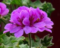 Pin On Pelargonium