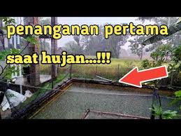 Pin On Ikan