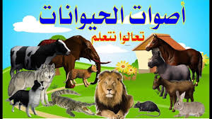 تسمع الصراصير من ركبها ومعلومات مذهلة عن أصوات الحيوانات Movie Posters Movies Poster