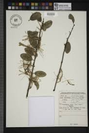 Image result for Erianthemum dregei