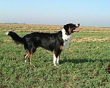 Haiwan yang dibela untuk perdagangan seperti buaya dan yang seumpamanya. Anjing Gembala Inggeris Wikipedia Bahasa Melayu Ensiklopedia Bebas