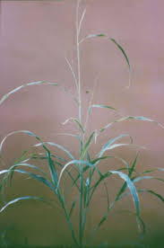 Image result for Rottboellia