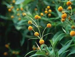 Super dense and heavy!, no flimsy stems and super tight pack leaves. Pick The Perfect Large Shrub For Your Yard White Flowering Shrubs Shrubs Evergreen Shrub