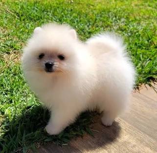 Lulu da Pomerânia na variação branca, gerada com IA