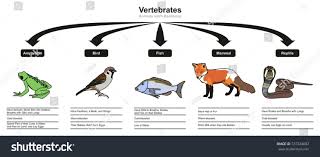 Vertebrates Animals Classifications And Characteristics Infographic Diagram Showing All Types Including Amphibian Bir In 2020 Animal Classification Vertebrates Mammals