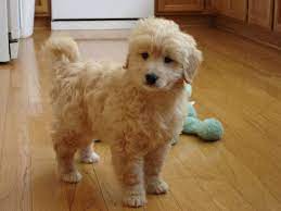 We breed, raise, board and even ship our cute puppies all over the united states. Photo Gallery Tiny Toy Goldendoodle Micro Mini Goldendoodle Mini Goldendoodle Medium Goldendoo Mini Doodle Puppies Goldendoodle Puppy Teacup Goldendoodle