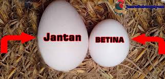 Usaha telur ayam negeri sebagai produsen salah satu bentuk bisnis telur ayam negeri adalah dengan menjadi produsen atau peternak ayam petelur. Cara Membedakan Telur Ayam Bangkok Juara303 Juarasabung Ayam