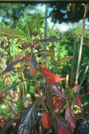 Image result for Heterotis canescens