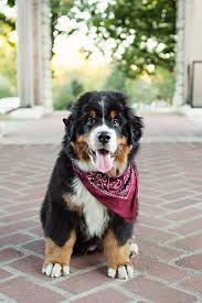 Maybe you would like to learn more about one of these? Bernese Mountain Dog Puppy 3 Months Old Animals Cute Dogs Dog Friends
