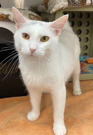 Snow White (born September 2024) came into the shelter in May with collar  marks