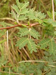 Image result for Acacia seyal