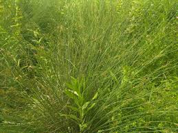 Image result for Juncus dregeanus