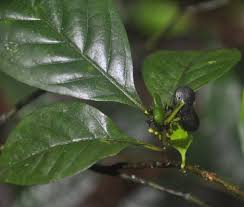 Image result for Mostuea brunonis