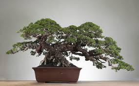 Image result for Pemphis