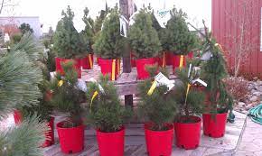Living Christmas Trees Christmas Tree Christmas Planter Pots