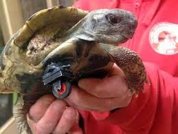 9 Une Tortue Avec Une Patte En Moins Et Une Prothese En Lego Et Une Autre Avec Des Roues Sur L Arriere Tortue Animal De Compagnie Animaux Tortue