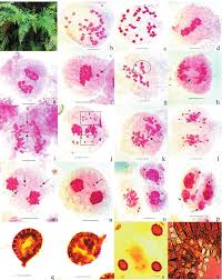 Image result for Cleome polyanthera