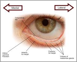 Image result for Blepharis transvaalensis
