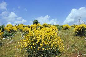 Image result for Spartium