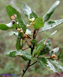 Image result for Melicoccus