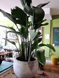 Bird Of Paradise In Pot Repotting A Huge Bird Of Paradise In The Morning No Problem Balinese Garden Urban Garden Plants
