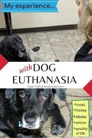 How Do You Know When It S Time To Euthanize Your Dog My Experience Personally And While Working For A Vet Dog Mom Quotes Dogs Sick Dog