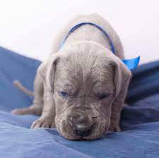 People assist with the delivery of 19 great dane puppies by cesarean section at the after ma'khia bryant's killing, ohio state university students demand the college sever ties with. Are Great Dane Puppies Good With Kids Embora Pets