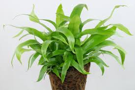 Image result for Asplenium