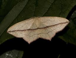 Image result for Timandra griseata