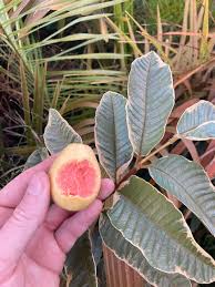 Image result for Psidium guajava