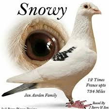 Best Champion 2020 Pigeon Pictures Racing Pigeons Pigeon