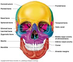 In addition, the bones of the skull and face are counted as separate bones. Bones Of The Human Skull Scienceaid