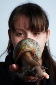 Did you know? The largest known land gastropod is the African giant snail  (Achatina achatina) 🐌 The largest recorded specimen measured 39.3 cm (1 ft  3.5 in) from snout to tail when