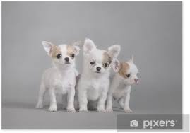 Chihuahua puppies, brisbane, queensland, australia. Chihuahua Puppies Portrait Poster Pixers We Live To Change