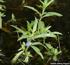 Image result for Hydrolea brevistyla