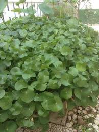 Saya ikut memberi contoh pola tanam jajar legowo, lokasi tondano minahasa th 2011 pada artikel sebelumnya saya menceritakan tentang pengalaman saya me. Serenemaklong Tanam Pegaga Di Pasu Ikan