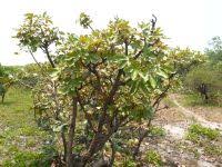 Image result for Oldfieldia